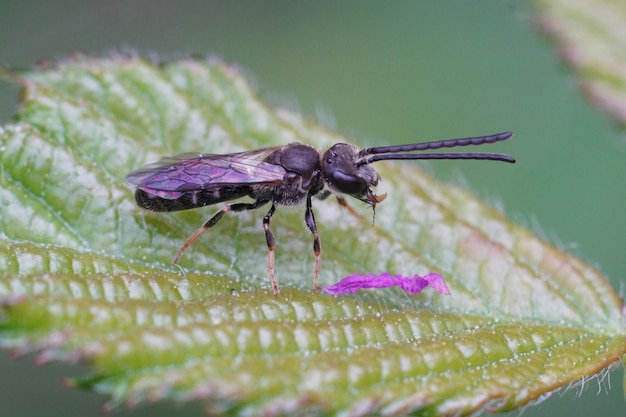Eine männliche Furchenbiene Lasioglosum posiert auf einem grünen Blatt