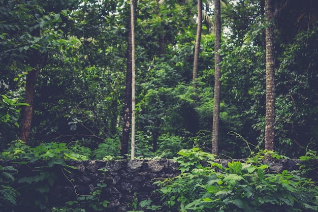 Eine mauer, die einen wald umgibt