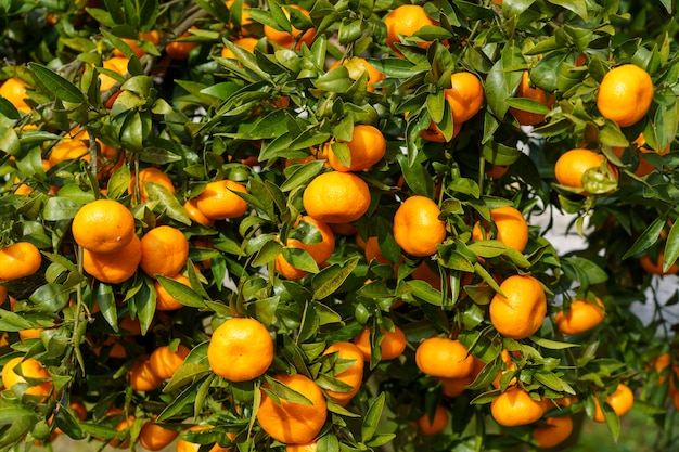 Eine Nahaufnahme der köstlichen frischen Orangen in einem Baum