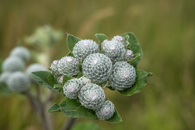 Eine Nahaufnahme des Arctium tomentosum