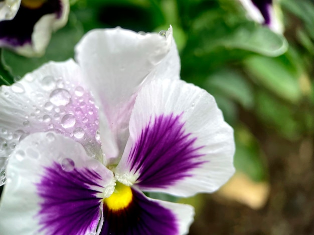 Kostenloses Foto eine nahaufnahme einer blume mit den regentropfen darauf