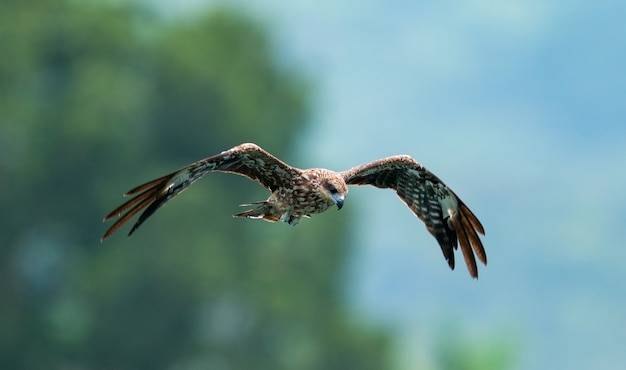 Eine Nahaufnahme eines Adlers, der in den Himmel mit einem unscharfen Hintergrund fliegt