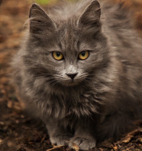 Eine niedliche graue Katze, die im Hof spielt