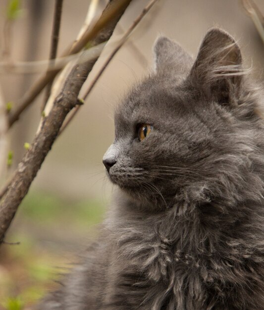 Eine niedliche graue Katze, die im Hof spielt