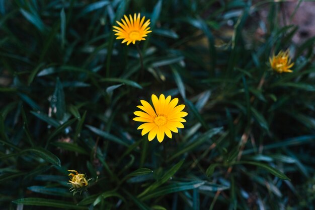 Eine obenliegende Ansicht von gelben Blumen in der Blüte