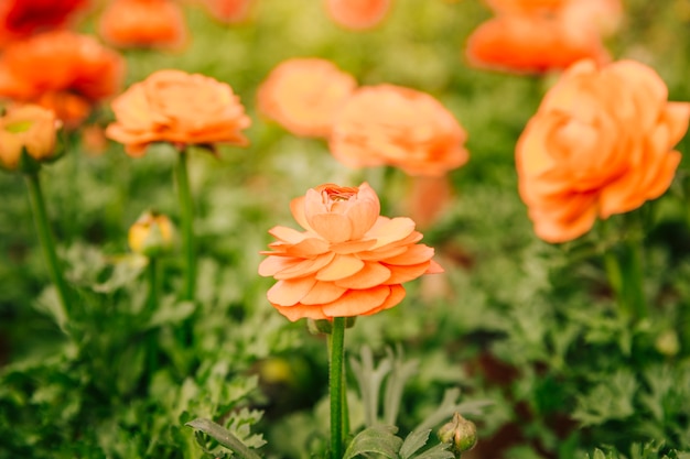 Eine orange Ranunculusblume, die auf einem Gebiet an einem sonnigen Tag wächst