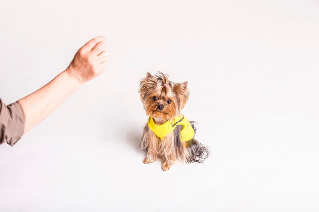 Eine Person, die mit reizendem Hund auf weißem Hintergrund spielt