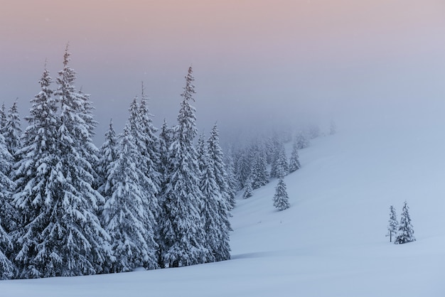 Eine ruhige Winterszene. Mit Schnee bedeckte Tannen stehen im Nebel. Schöne Landschaft am Rande des Waldes.