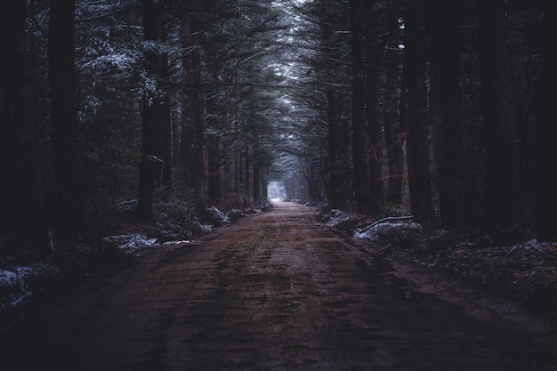 Eine schmale schlammige Straße in einem dunklen Wald