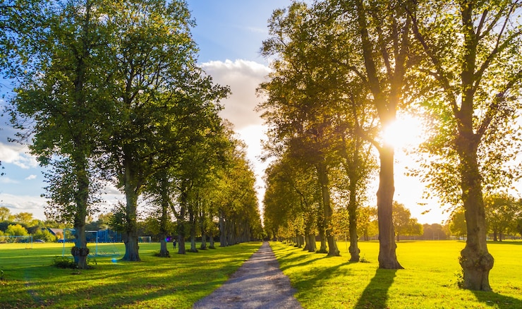 Kostenlose Foto eine schmale straße, umgeben von grünen bäumen in windsor, england