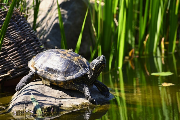 Eine schöne Schildkröte auf einem Stein, der in der Natur durch den Teich wild ist. (Trachemys scripta elegans)