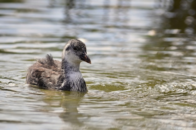 Eine schöne schwarze Wildente, die auf der Oberfläche eines Teiches schwimmt (Fulica atra, Fulica vorhergehend)