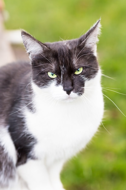 eine Schwarzweiss-Katze im Weichzeichner, die im Park sitzt