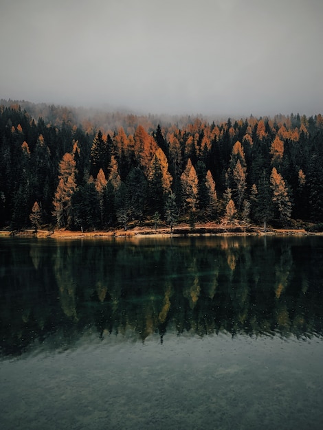 Eine vertikale Aufnahme von gelben und grünen Bäumen in der Nähe des Wassers