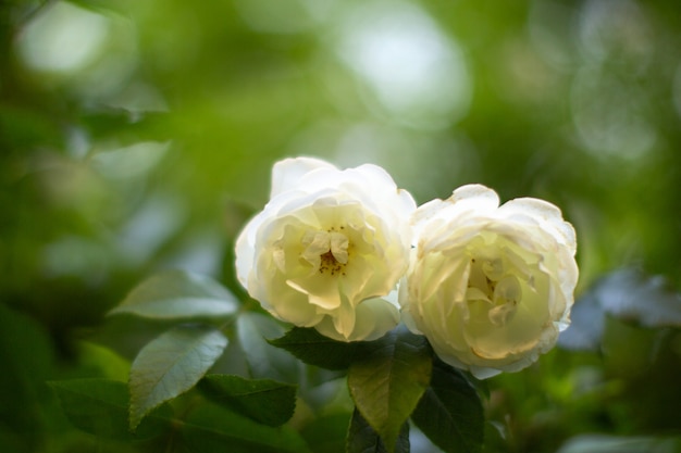 Eine vordere Nahaufnahmeansicht weiße Rose zusammen mit grünen Büschen