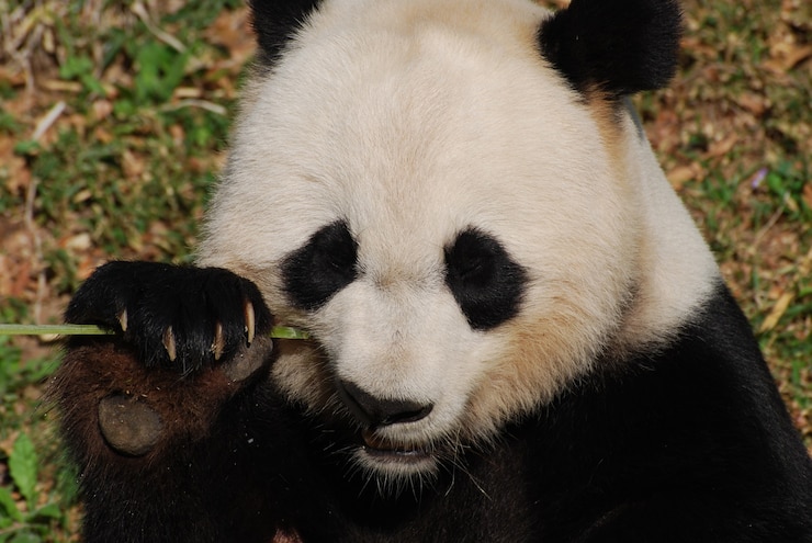 Kostenlose Foto einen großen pandabären aus nächster nähe betrachten