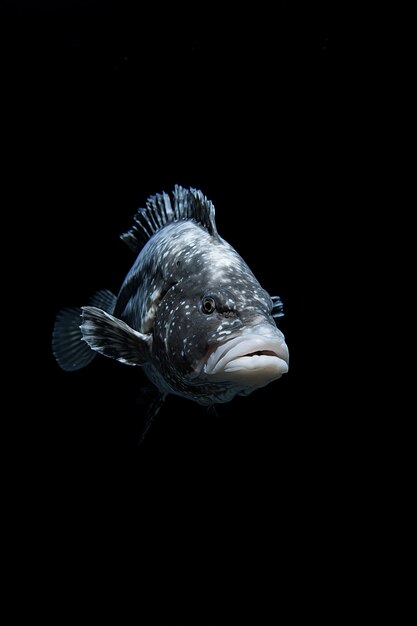 Einfach aussehende Fische mit schwarzem Hintergrund