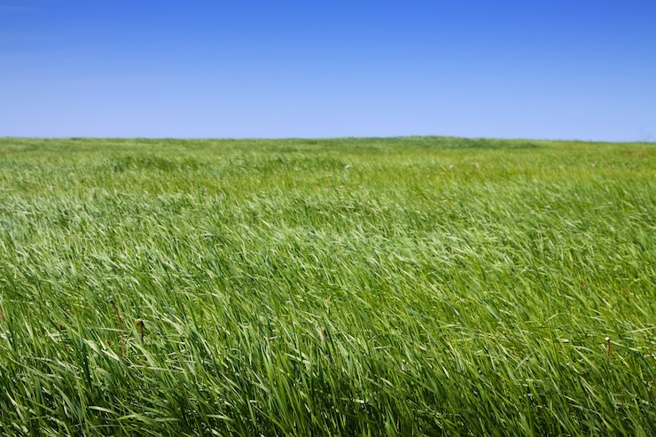 Kostenlose Foto einfach sommerlandschaft