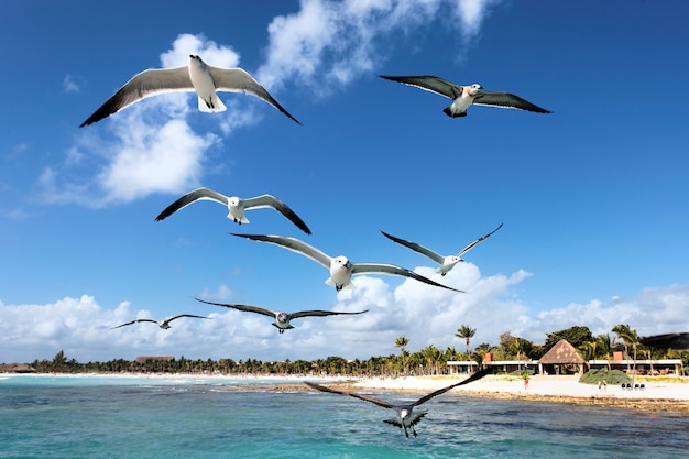 Einige Möwen fliegen im blauen Himmel in Mexiko