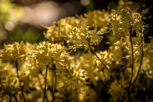 Einige schöne gelbe Blumen, die an einem sonnigen Tag in einem Garten gefangen genommen werden