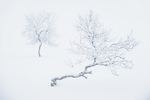 Einsame Bäume mit tiefem Schnee bedeckt