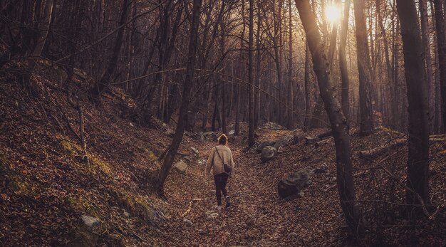 Einsame Frau, die im Wald mit kahlen Bäumen während des Sonnenuntergangs geht