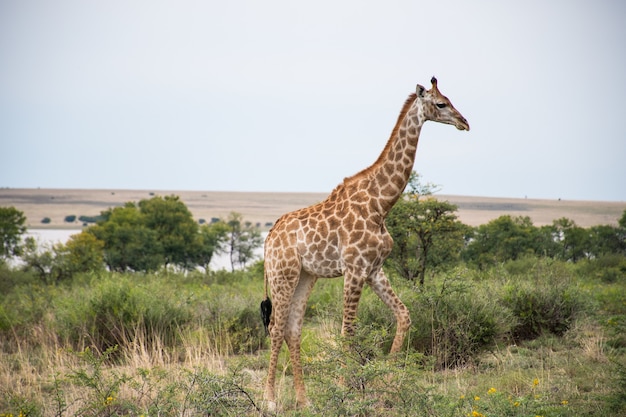 Einsame Giraffe, die in einem Wald mit vielen grünen Bäumen geht