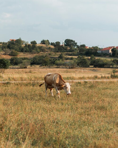 Einsame hellbraune Kuh, die auf das Feld in der Landschaft geht