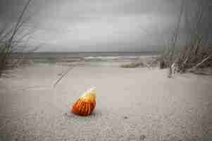 Kostenloses Foto einsame muschel auf dem sandstrand