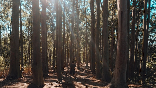 Einsame Person, die Morgenübungen in einem Wald an einem sonnigen Tag tut