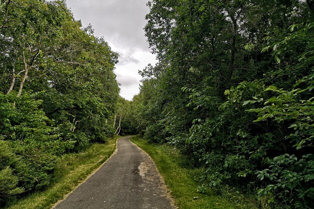 Einsame Straße mitten im Wald