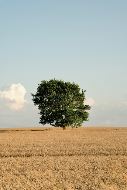 Einsamer Erntebaum
