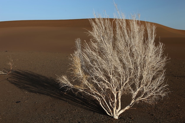 Einsamer kahler Baum auf sandigem Boden in Xijiang, China