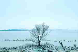 Kostenloses Foto einsamer nackter baum im winter mit bergen auf dem