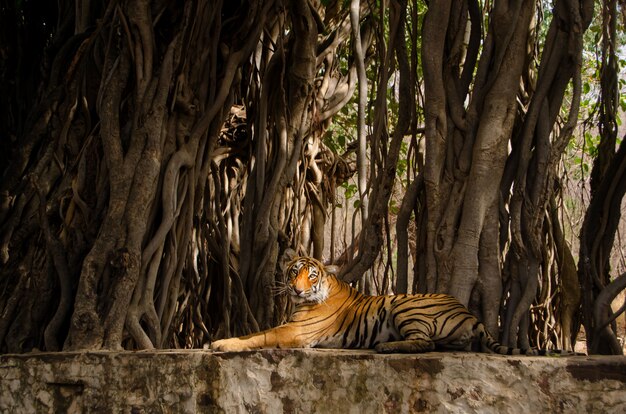 Einsamer Tiger, der nahe Baumwurzeln sitzt und sich im Dschungel entspannt