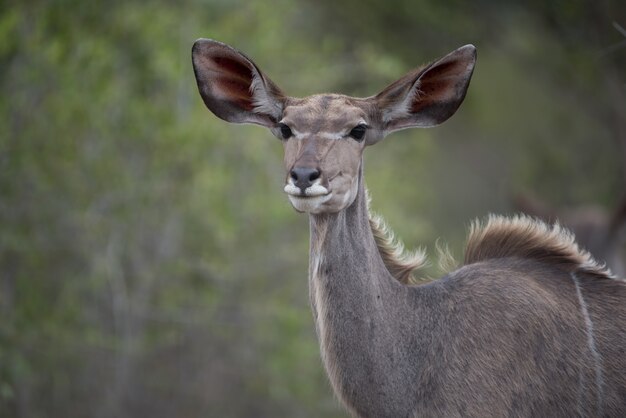 Einsamer weiblicher Kudu