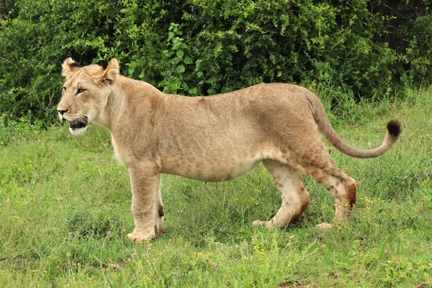 Einsamer weiblicher Löwe, der im Addo-Elefanten-Nationalpark geht