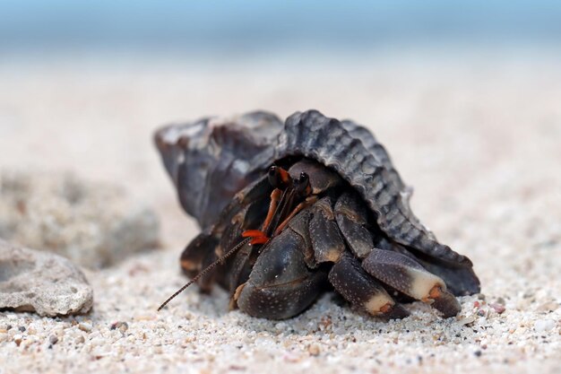 Einsiedlerkrebs zu Fuß auf dem weißen Sand Einsiedlerkrebs Nahaufnahme auf Sand