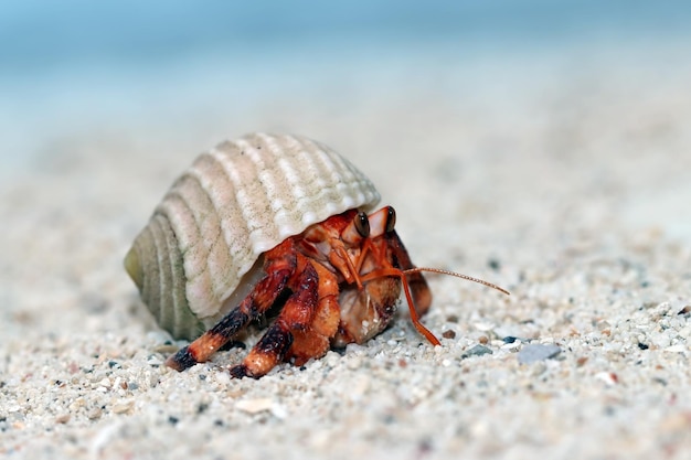 Einsiedlerkrebs zu Fuß auf dem weißen Sand Einsiedlerkrebs Nahaufnahme auf Sand