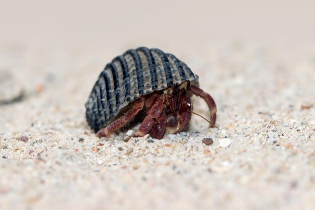 Einsiedlerkrebs zu Fuß auf dem weißen Sand Einsiedlerkrebs Nahaufnahme auf Sand