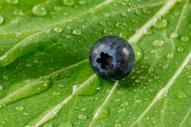 Einzelne Blaubeere auf einem regnerischen grünen Blatt