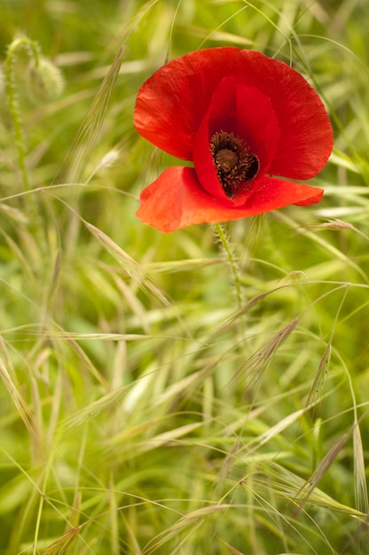 Kostenloses Foto einzelne blume der mohnblume.