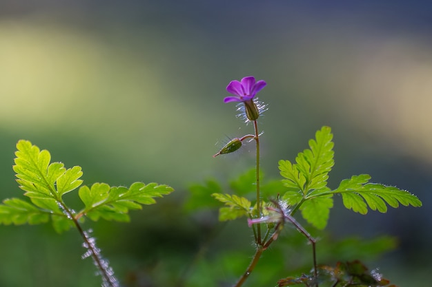 Einzelne kleine lila Blume, die auf einem grünen Blatt wächst