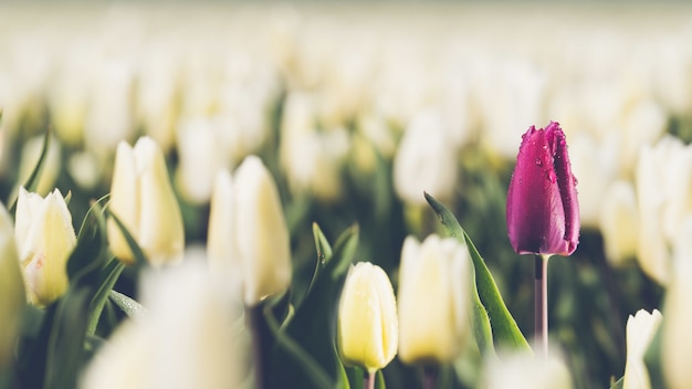 Einzelne lila Tulpe im Bereich der weißen Tulpen - Konzept der Individualität