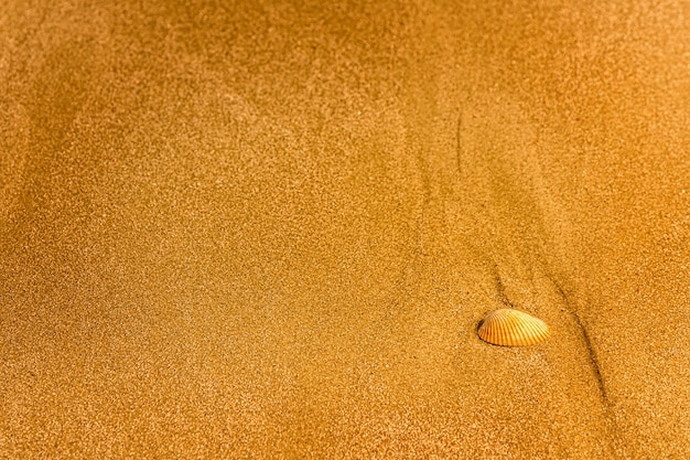 Einzelne Muschel auf einem Sandstrandhintergrund