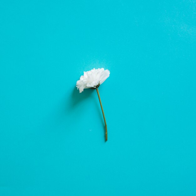 Einzelne weiße Blume