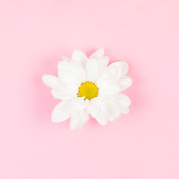 Kostenloses Foto einzelne weiße schöne blume auf rosa hintergrund