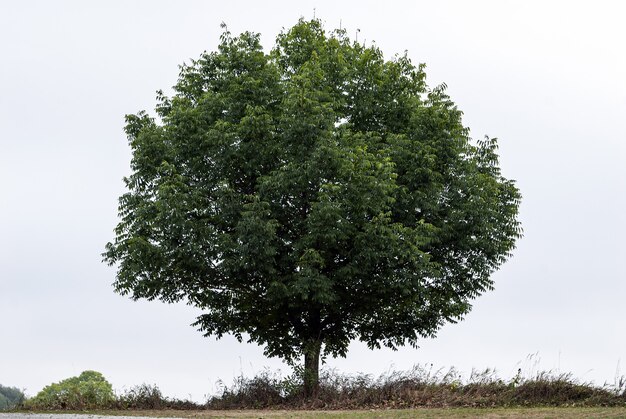 Einzelner grüner Baum am klaren Himmel