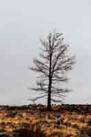 Kostenloses Foto einzelner isolierter blattloser baum in einem feld