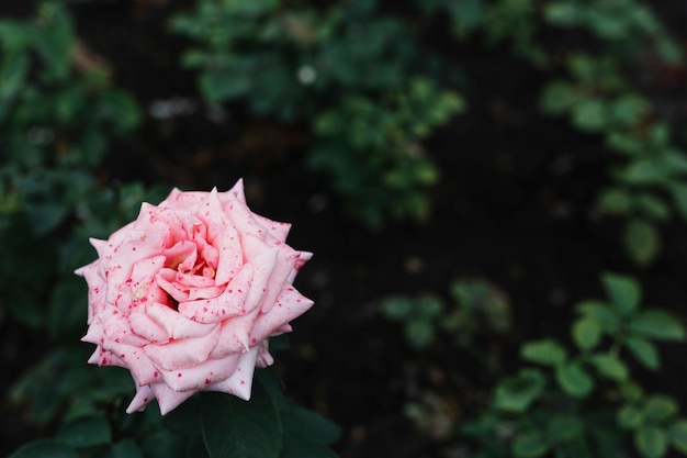 Einzelnes blühendes Rosarose im Garten